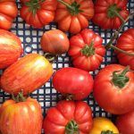 Italian tomatoes - a scatter of tomatoes