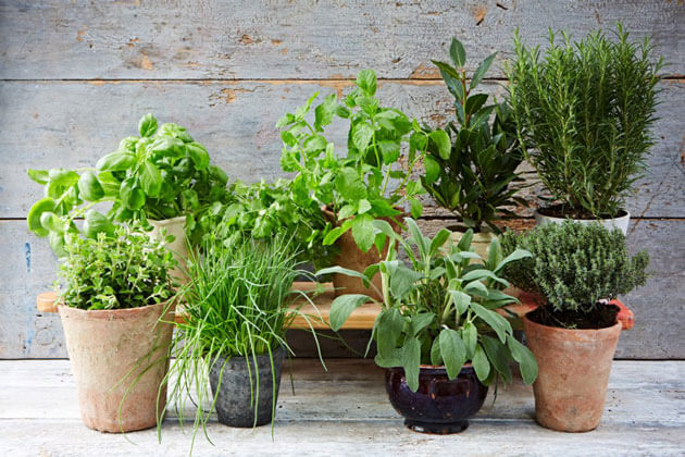 plant pots with herbs growing in them outside