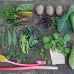Selection of home grown vegetables