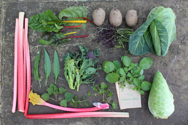 Selection of home grown vegetables
