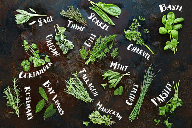 different types of herbs flat lay with names by the side