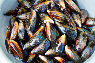 Amazing mussels recipes