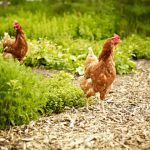 Free range chickens in a garden
