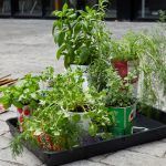 plant pots in garden with green plants in