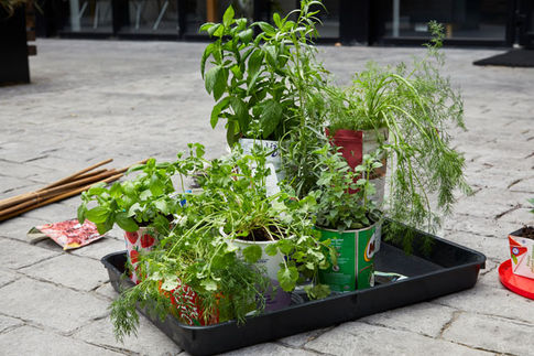 How to grow herbs & chillies in your kitchen