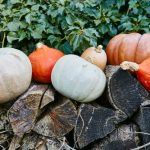 Display of different coloured pumpkins outside to promote against pumpkin waste