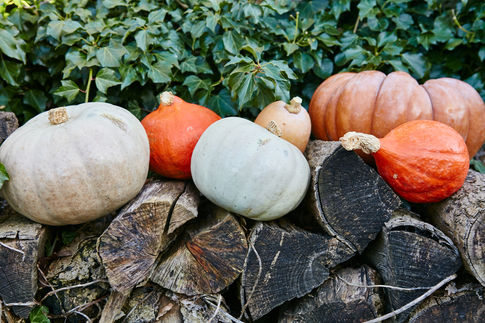 How to reduce pumpkin waste
