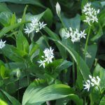 wild garlic growing with flowers
