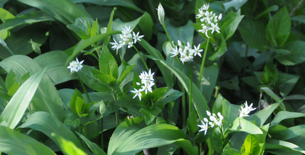 wild garlic growing with flowers