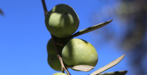 olives growing in malta on tree