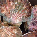 fresh scallop shells