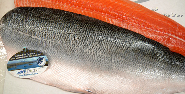 raw salmon fish