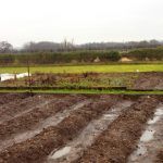 farm field with rain and puddles