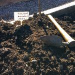 growing seeds in soil with label