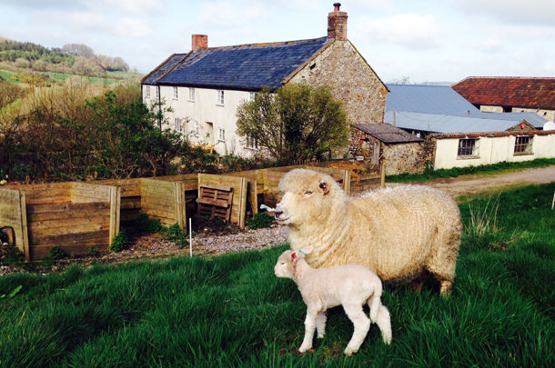 sheep with its lamb in a field