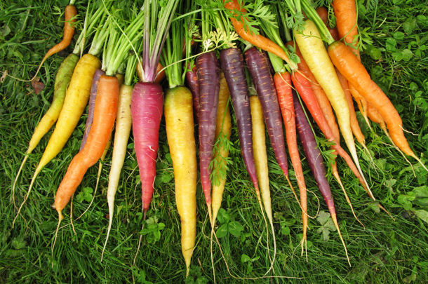 an assortment of carrots in different colours