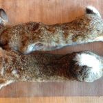 2 rabbits caught - game meat