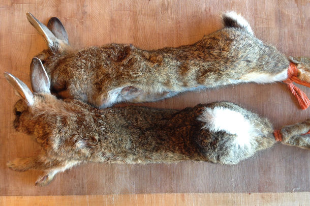 2 rabbits caught - game meat