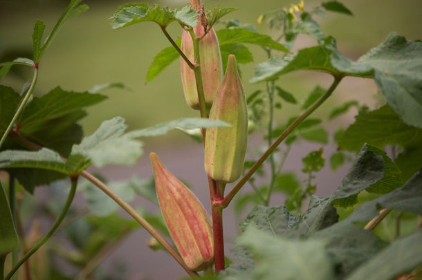 okra plant in Cameroon Africa