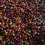 colombian coffee birdseye view image