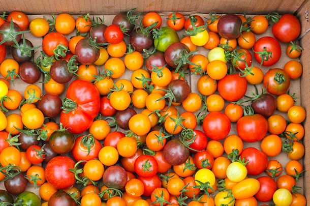 a scatter of tomatoes in a cardboard box