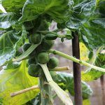 brussels sprouts growing on a plant