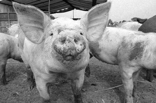 photo of pigs in black and white