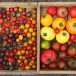 collection of tomatoes in wooden boxes