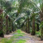 palm trees in rows