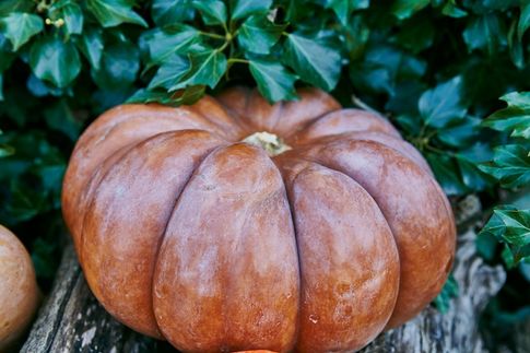 8 ways to use a pumpkin