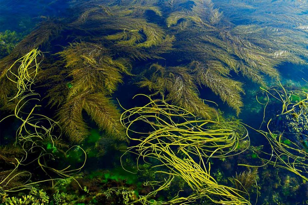 seaweed in the sea