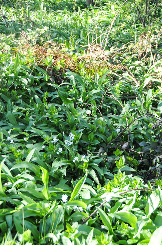 Food for foragers the wild garlic story Features Jamie Oliver