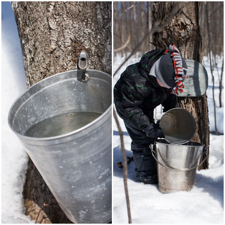 Maple tapping