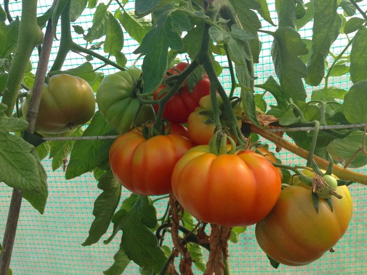 italian tomatoes