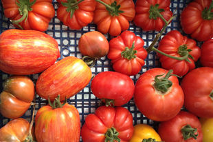 A guide to Italian tomatoes