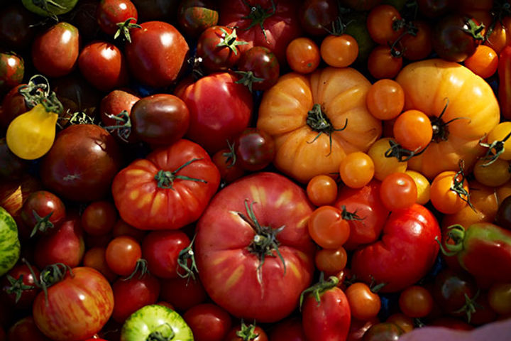 Grow tomatoes - harvest