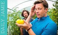 Let&#8217;s talk about tomatoes: Jamie Oliver