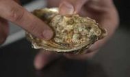 How to shuck oysters: Jamie&#8217;s Food Team